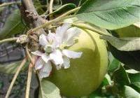 Malus domestica 'Granny Smith' — photo 3