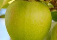Malus domestica 'Granny Smith' — photo 4