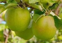 Malus domestica 'Granny Smith' — photo 5