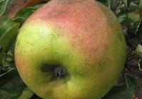 Malus domestica 'Grimes Golden'