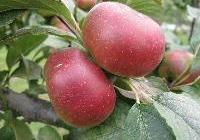 Malus domestica 'Lady' Semidwarf