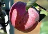 Malus domestica 'Liberty' Dwarf