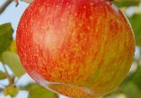 Malus domestica 'Liberty' Dwarf — photo 2