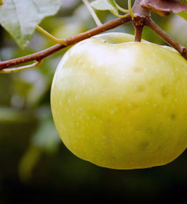 Malus domestica 'Lodi' Dwarf