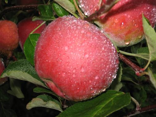 Malus domestica 'Macoun' Dwarf