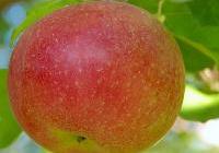 Malus domestica 'McIntosh' Dwarf