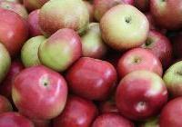Malus domestica 'McIntosh' Dwarf — photo 4