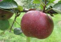 Malus domestica 'McIntosh' Dwarf — photo 5