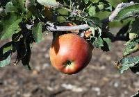 Malus domestica 'Melrose' Dwarf