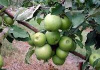 Malus domestica 'Mutsu' Semidwarf