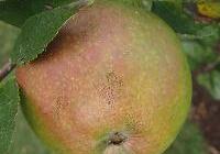 Malus domestica 'Newton Pippin' Semidwarf