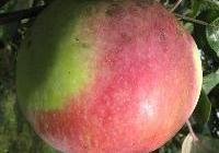 Malus domestica 'Northern Spy'