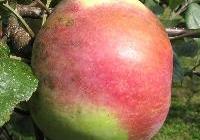 Malus domestica 'Northern Spy' — photo 2