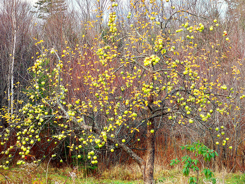 Malus domestica 'Pound Sweet' Dwarf