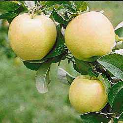 Malus domestca 'Pristine' Dwarf — photo 1