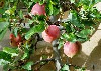 Malus domestica 'Red Delicious'