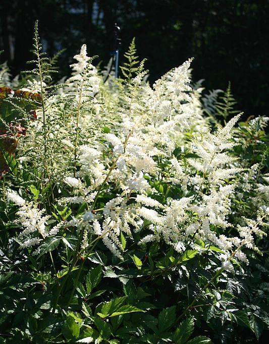 Astilbe arendsii Deutschland — photo 1