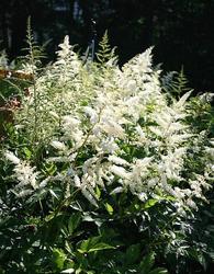 Astilbe arendsii Deutschland — photo 1