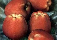 Malus domestica 'Red Delicious' — photo 2