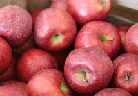 Malus domestica 'Red Delicious' — photo 4