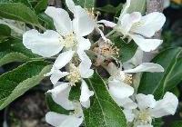 Malus domestica 'Red Winesap'