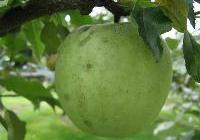 Malus domestica 'Roxbury Russet' Semidwarf
