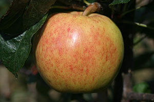 Malus domestica 'Royal Gala'