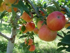 Malus domestica 'Royal Gala' — photo 2