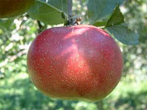 Malus domestica 'Summer Rambo'