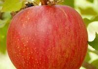 Malus domestica 'Wolf River' Semidwarf