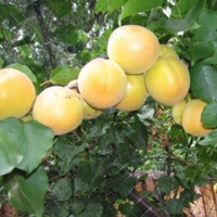 Prunus armeniaca 'Blenheim' Dwarf