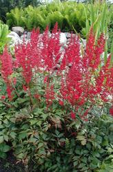 Astilbe arendsii 'Fanal' — photo 1