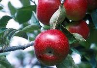 Malus domestica 'Empire' Dwarf