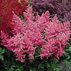 Astilbe arendsii 'Peach Blossom' — photo 1