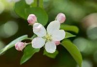 Malus domestica 'Golden Delicious'