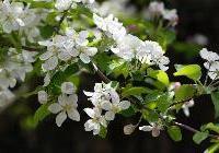 Malus domestica 'Golden Delicious' — photo 2