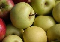 Malus domestica 'Golden Delicious' — photo 3