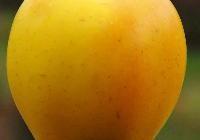 Malus domestica 'Golden Delicious' — photo 5