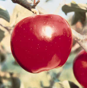 Malus domestica 'Jon-A-Red' Semidwarf