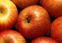 Malus domestica 'Red Fuji'