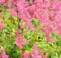 Astilbe arendsii 'Rheinland' — photo 1