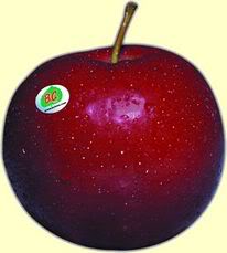 Malus domestica 'Red Rome'