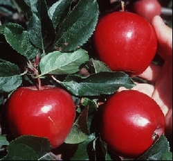 Malus domestica 'Red Winesap' — photo 2