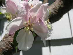 Malus domestica 'Scarlet Spire' — photo 2