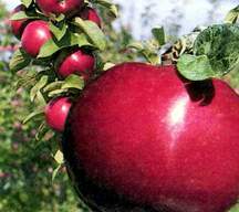 Malus domestica 'Ultramac' Dwarf
