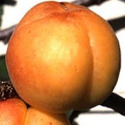 Prunus armeniaca 'Goldcot' Dwarf — photo 1