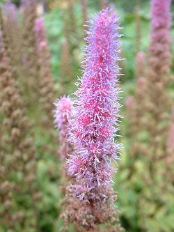 Astilbe chinensis 'Pumila' — photo 1