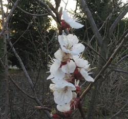 Prunus armeniaca 'Moorpark' Dwarf — photo 2