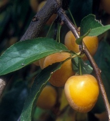 Prunus armeniaca 'Sweetheart' Dwarf — photo 1