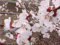 Prunus armeniaca 'Sweetheart' Dwarf — photo 2